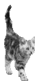 catGif