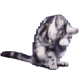 catGif