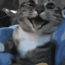 cat-gif-1